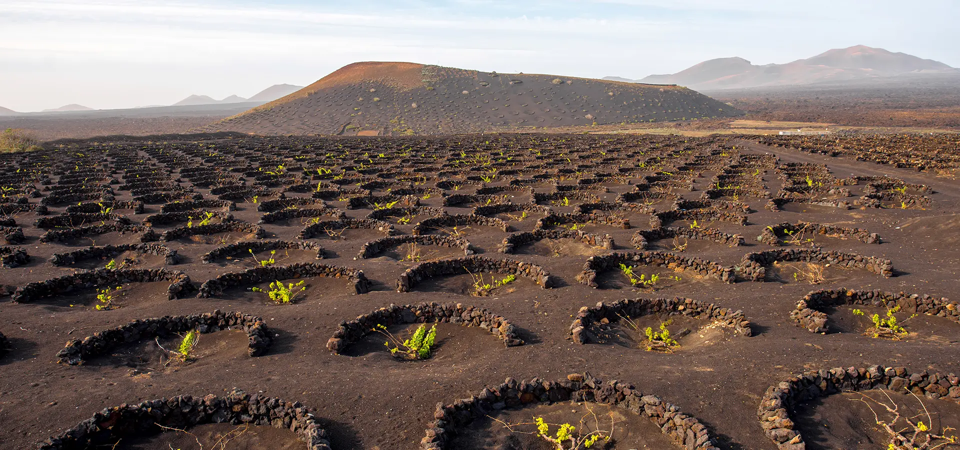 Viñedos en Lanzarote